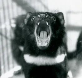 Un diable de Tasmanie au zoo de Londres, septembre 1914